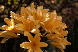 球迷心声：今年世界杯，谁是你心中的“胜率之王”